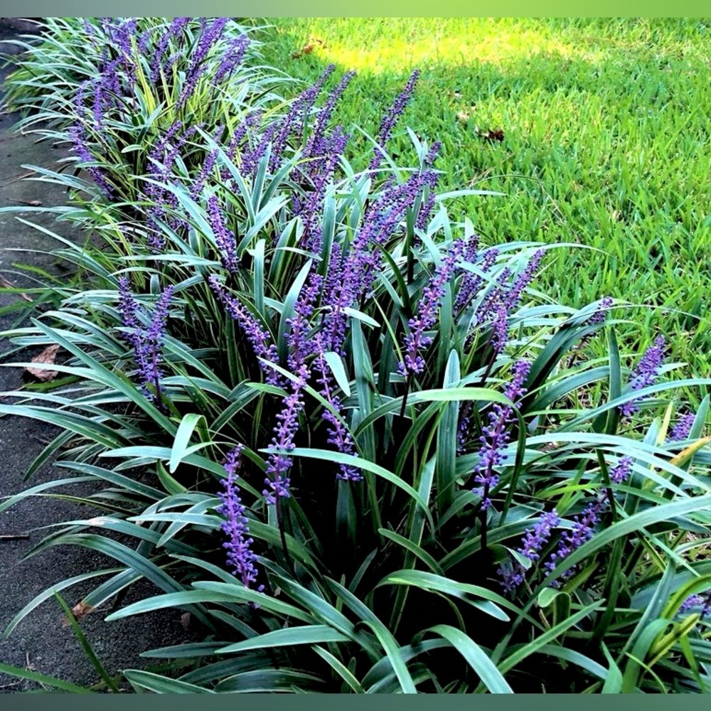 50 Liriope / Monkey Grass Clusters